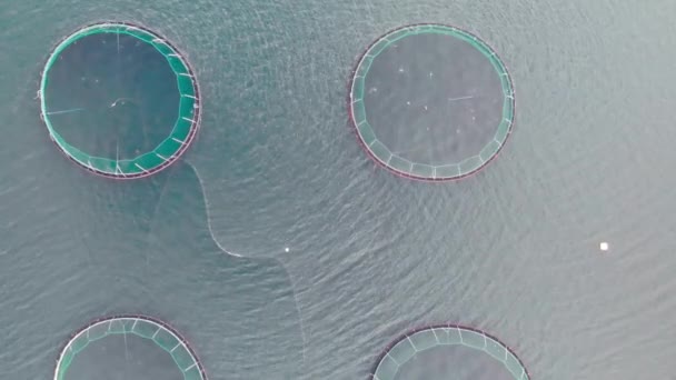 Havsfiskodling Rundnät Med Flytande Burar Island Nedåtriktad Utsikt Över Vattenbrukslaxens — Stockvideo