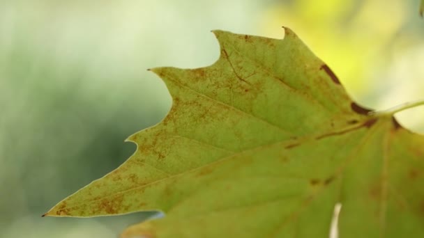 秋の木の葉のクローズアップ ゆっくりとした動き — ストック動画