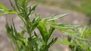 Sonbahar ağaçlarının yapraklarını kapat, yavaş çekim..