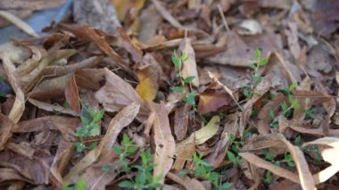 Sonbahar ağaçlarının yapraklarını kapat, yavaş çekim..