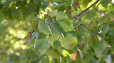 Sonbahar ağaçlarının yapraklarını kapat, yavaş çekim..