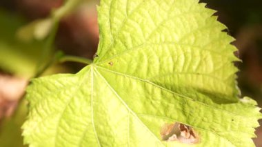 Sonbahar ağaçlarının yapraklarını kapat, yavaş çekim..