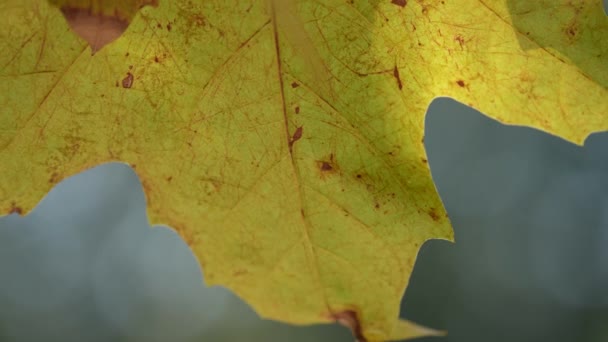 秋の木の葉のクローズアップ ゆっくりとした動き — ストック動画