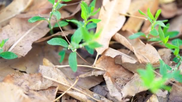 Gros plan sur les feuilles d'arbres d'automne, au ralenti.