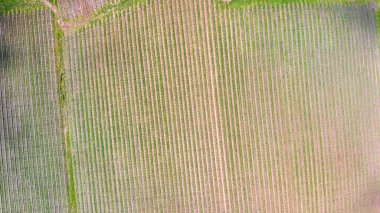 Aerial view of Vineyards in South Australia.