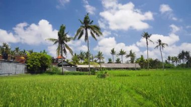 Lobok, Endonezya 'da pirinç yetiştirme.
