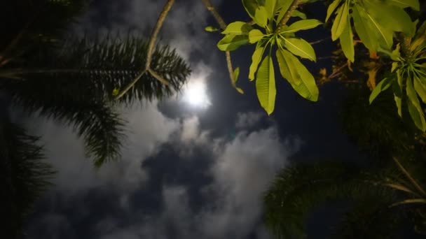 热带岛屿上的夜云和月亮穿过树木 — 图库视频影像