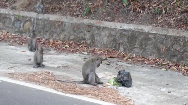 Мавпи Намагаються Знайти Їжу Вулицях Ломбок Індонезія — стокове відео