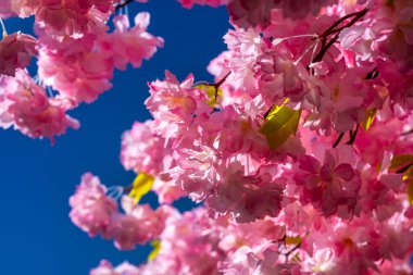Pembe çiçekler güzel mavi gökyüzüne karşı.
