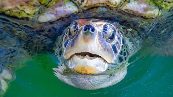 Güzel Bir Deniz Kaplumbağası Yaklaşın — Stok fotoğraf