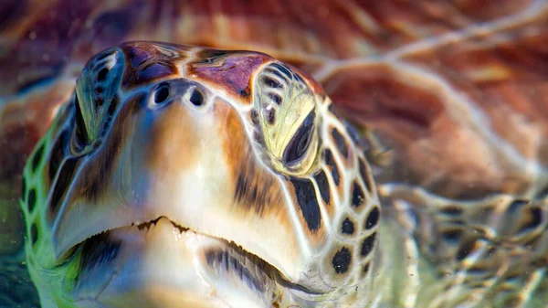 Beautiful Sea Turtle Close Stock Image