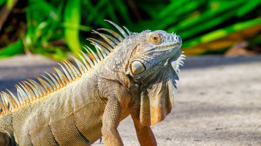 Profilde bir iguananın güzel bir portresi. Egzotik iguana. İguana portresi.