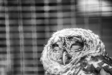 Vancouver Adası 'nda tutsak kuşlar.