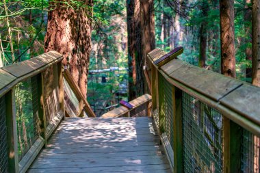 Capilano Köprüsü Parkı güneşli bir yaz gününde, Kuzey Vancouver, Kanada.