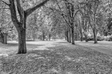 Güneşli bir günde Vancouver Parkı.