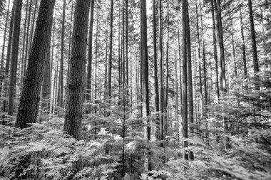 Kuzey Vancouver 'daki LynnCanyon Ormanı