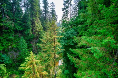 Capilano Köprüsü Parkı güneşli bir yaz gününde, Kuzey Vancouver, Kanada.