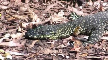 Queensland Ormanı, Avustralya 'da Kertenkele İzle.