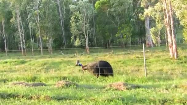 Cassowary Prado Queensland Austrália — Vídeo de Stock