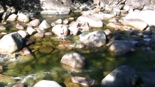 Mossman Gorge Het Daintree National Park Queensland — Stockvideo