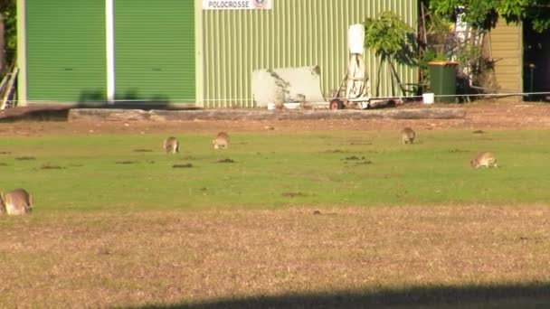 澳大利亚昆士兰州一个公园里的袋鼠 — 图库视频影像
