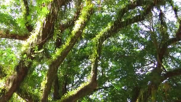 Mossman Trees Parc National Daintree Queensland — Video
