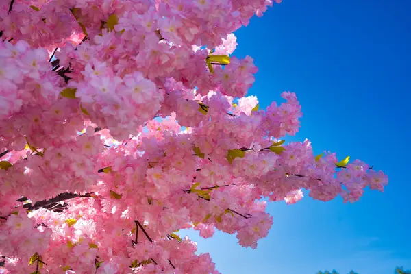 Roze Bloemen Tegen Mooie Blauwe Lucht Stockfoto