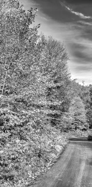 Reizen Landschap Met Weg Door Het Bos Herfst Herfst Bos — Stockfoto