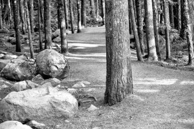 British Columbia 'daki Brandywine Şelalesi Parkı.