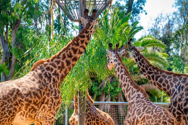 Giraffe San Diego Zoo — Stock Photo, Image