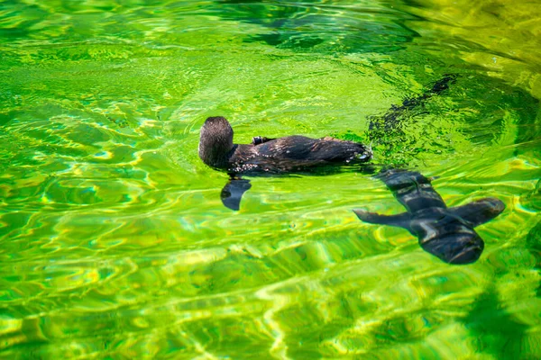 サンディエゴ動物園のペンギン — ストック写真