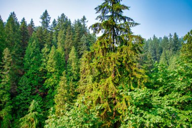 Capilano Köprüsü Parkı güneşli bir yaz gününde, Kuzey Vancouver, Kanada.