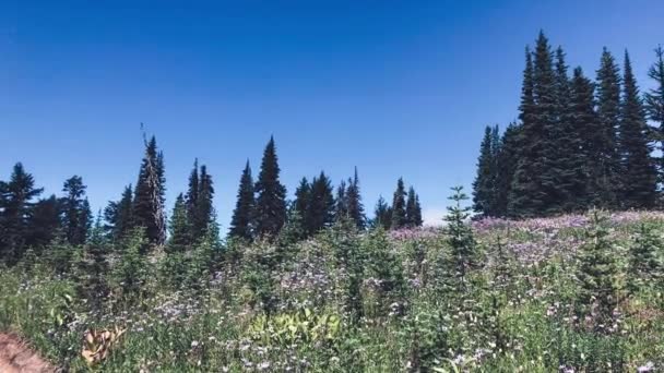 Mount Rainier Wiesen Gegen Den Blauen Himmel Washington Usa — Stockvideo