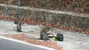 Maymunlar Lombok, Endonezya sokaklarında yiyecek bulmaya çalışıyor.