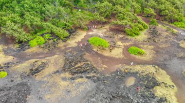 Forest and trees of Mauritius Island, aerial view.