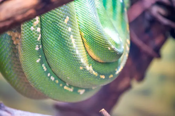 San Diego Hayvanat Bahçesindeki Sürüngenler.