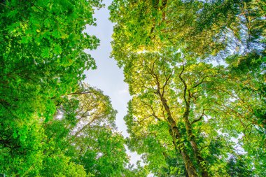 Multnomah Şelalesi, Columbia Nehri Boğazı - Oregon.