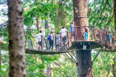Capilano Köprüsü Parkı güneşli bir yaz gününde, Kuzey Vancouver, Kanada.