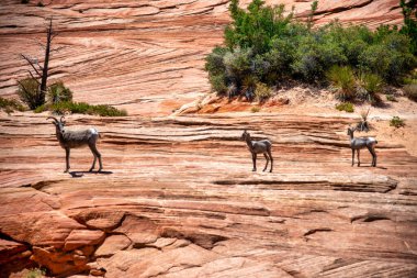 Utah, Zion Ulusal Parkı 'nın kayalıklarında Kadife geyik Buck.