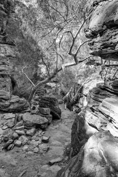 River Trail Murchison River Kalbarri National Park Western Australia — Stock Photo, Image