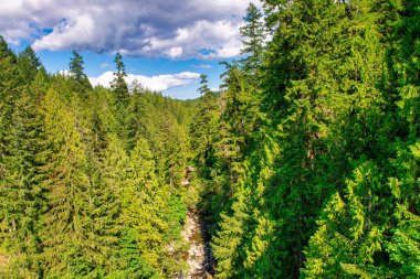 Vancouver Adası 'ndaki Kinsol Trestle Köprüsü' nün muhteşem manzarası - Kanada