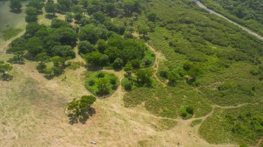 Madeira, Portugal. The magical Fanal Forest is part of the Laurisilva forest. Aerial view from drone with low clouds and trees.