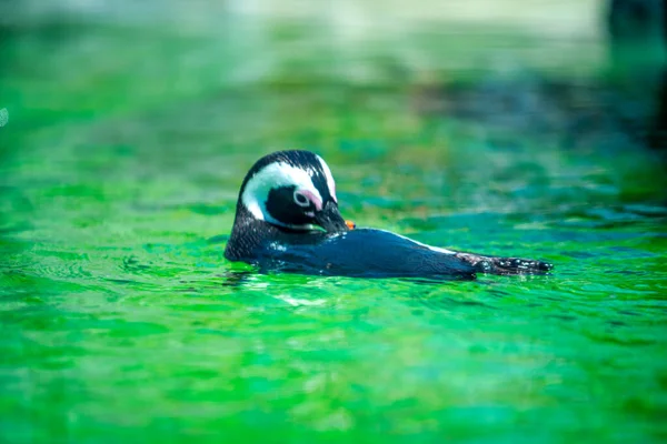 サンディエゴ動物園の水鳥 — ストック写真