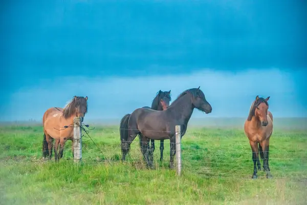 Free Riding Horses Iceland — Stock Photo, Image
