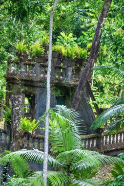 Güzel Queensland, Avustralya 'daki Paronella Park tropikal yemyeşil.