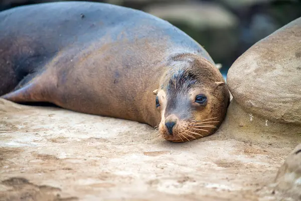 Grote Zeeleeuwen Kolonies Aan Kust Van Jolla Cove San Diego — Stockfoto