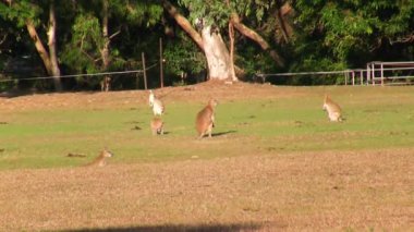 Queensland, Avustralya 'da bir parkta kangurular..