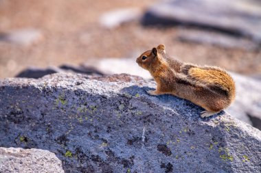 Yaz sezonunda Mount Rainier Ulusal Parkı 'nın muhteşem manzarası, Washington - ABD.