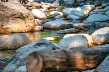 Kuzey Vancouver 'daki Lynn Canyon Ormanı.