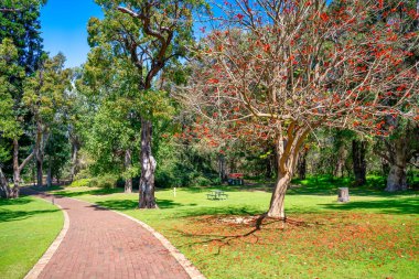 Yanchep Ulusal Parkı, Batı Avustralya Ağaçları.